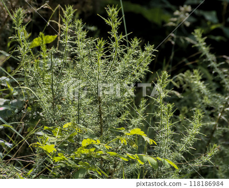rosemary plant in the field rosemary plant in the field 118186984