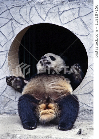 臥龍中國熊貓保護研究中心熊貓 118187156