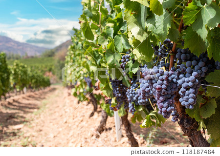 Rows of Cannonau grapes with bunches of ripe grapes. Agriculture. Rows of Cannonau grapes with bunches of ripe grapes. Agriculture. 118187484