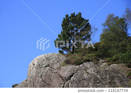 Scots pine growing on a almost baren rock in Egersund, Norway. 118187739
