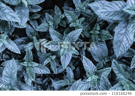 Green leaves abstract background. Green leaves abstract background. 118188246