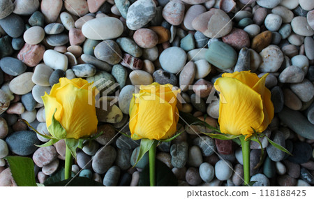 Flowers And Rocks. Three Yellow Roses In A Row On A Smooth Stones Top View  118188425
