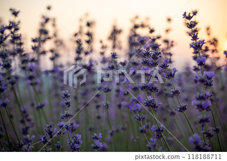 Blooming lavender field. Beautiful purple flowers. Regional organic cultivation. 118188711