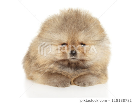 Fluffy Pomeranian puppy lying on white background Fluffy Pomeranian puppy lying on white background 118188781