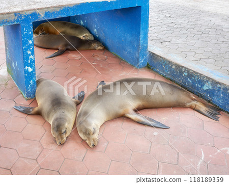 Galapagos sea lions on a sidewalk in Puerto Ayora, Santa Cruz Island, Ecuador. Galapagos sea lions on a sidewalk in Puerto Ayora, Santa Cruz Island, Ecuador. 118189359