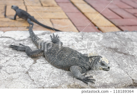 Galapagos marine iguanas on a sidewalk of Puerto Ayora, selective focus, Galapagos Islands, Santa Cruz Island, Ecuador. 118189364