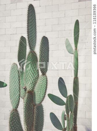 Prickly pear cactus against the wall, selective focus, color toning applied. 118189366