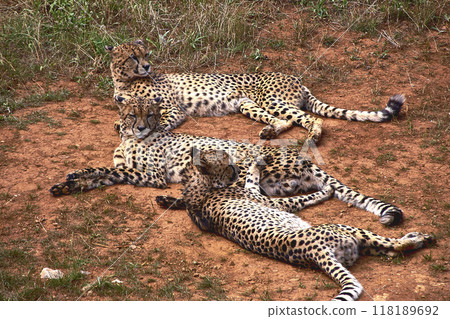 Three gepards lying on the grass of the savannah 118189692