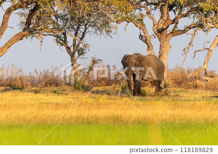 African Elephant grazing in the Okavango Delta at sunset 118189829