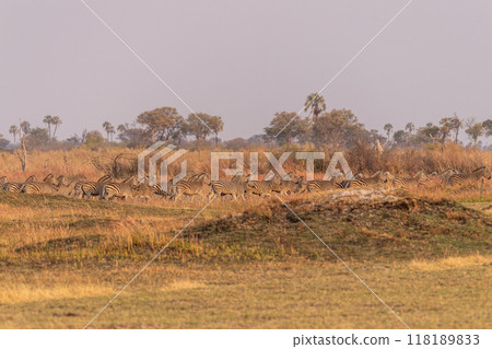 A herd of Zebras roaming the Okavango Delta 118189833