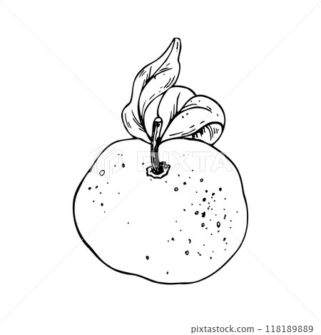 Orange, tangerine with branch and leaves, citrus tropical fruit. Line art is a simple hand-drawn illustration in black and white ink. Isolated vector EPS object. 118189889