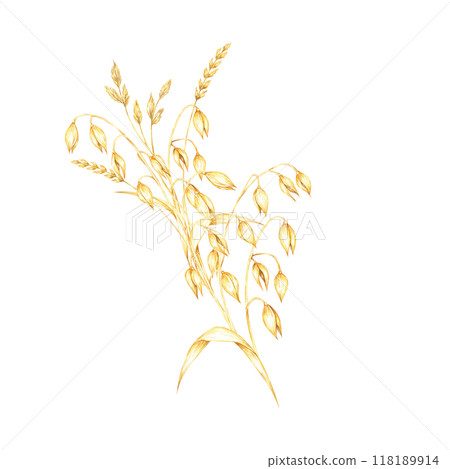 Oat stems with golden-yellow grains and dry herb leaves. Cereal and herbs watercolor clipart. Ideal for use in organic product branding, farm-to-table restaurant menus, or nature-inspired stationery Oat stems with golden-yellow grains and dry herb leaves. Cereal and herbs watercolor clipart. Ideal for use in organic product branding, farm-to-table restaurant menus, or nature-inspired stationery 118189914