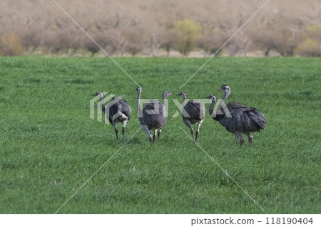 Greater Rhea, Rhea americana, in Pampas Greater Rhea, Rhea americana, in Pampas 118190404