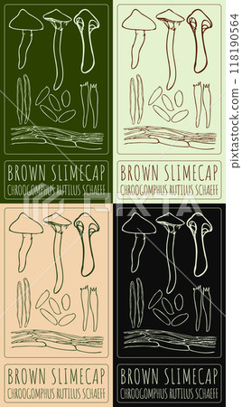Set of vector drawing BROWN SLIMECAP in various colors. Hand drawn illustration. Latin name is CHROOGOMPHUS RUTILUS SCHAEFF. 118190564