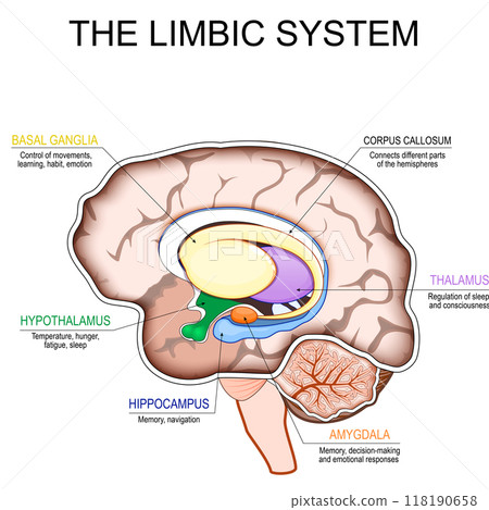 Limbic system. Cross section of a human brain. Limbic system. Cross section of a human brain. 118190658