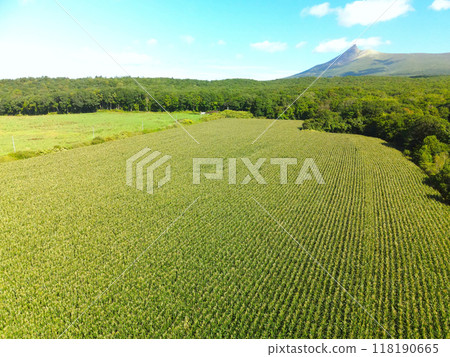 Aerial view of dent corn fields in Morimachi, Hokkaido in early autumn Aerial view of dent corn fields in Morimachi, Hokkaido in early autumn 118190665