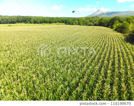 Aerial view of dent corn fields in Morimachi, Hokkaido in early autumn Aerial view of dent corn fields in Morimachi, Hokkaido in early autumn 118190670