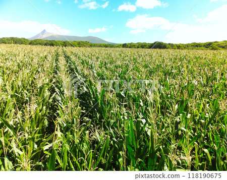 Aerial view of dent corn fields in Morimachi, Hokkaido in early autumn 118190675