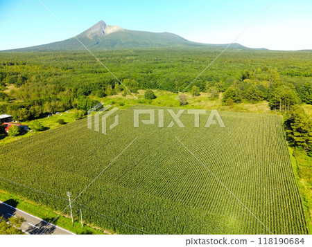 Aerial view of dent corn fields in Morimachi, Hokkaido in early autumn Aerial view of dent corn fields in Morimachi, Hokkaido in early autumn 118190684