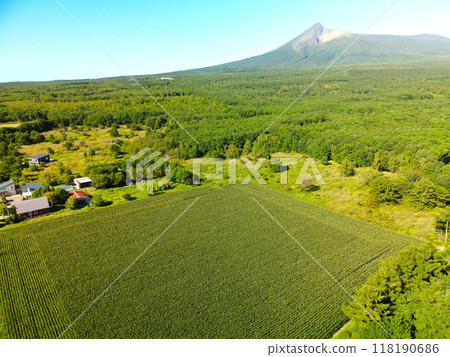 Aerial view of dent corn fields in Morimachi, Hokkaido in early autumn Aerial view of dent corn fields in Morimachi, Hokkaido in early autumn 118190686