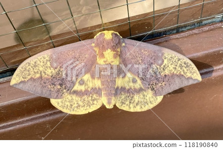 Imperial moth on the door Imperial moth on the door 118190840