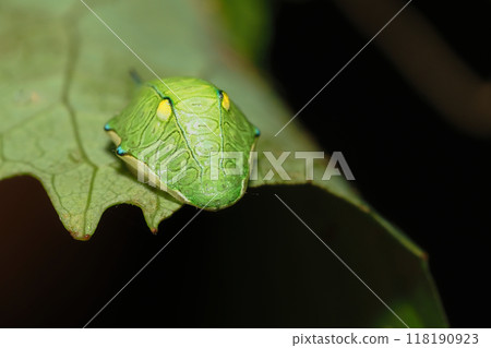 Larvae of the Ustubiiraga 118190923