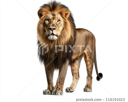 lion stands tall and proud, exuding strength and nobility. Its magnificent mane flows elegantly, capturing the light as it creates a striking contrast against the stark white backdrop. 118191023