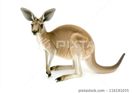 kangaroo stands upright, exuding strength with its muscular legs and large tail, capturing the essence of Australian wildlife in a minimalist setting. 118191035