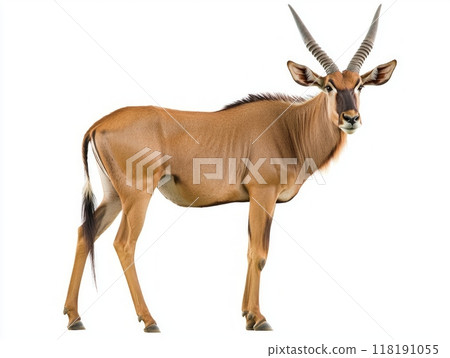 striking hartebeest stands poised with its tall, slender legs and sharp horns, exuding grace and strength in a pristine, white environment. 118191055