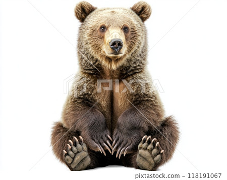 powerful grizzly bear poses on its hind legs, showcasing its beautiful thick fur and formidable claws while isolated against a stark white background, evoking its natural majesty. 118191067