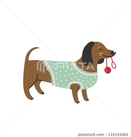 dachshund, dog, vector 118191068