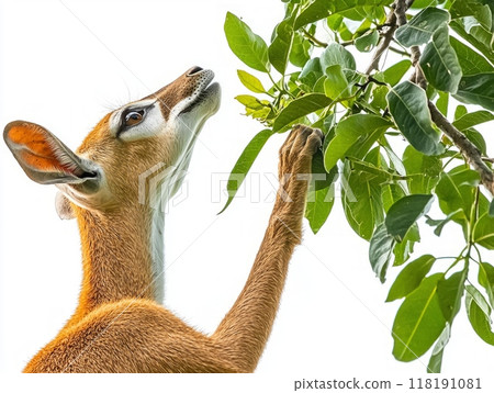 elegant gerenuk extends its long neck and reaches high on its hind legs to nibble on fresh leaves, highlighting its adaptability and grace in nature. elegant gerenuk extends its long neck and reaches high on its hind legs to nibble on fresh leaves, highlighting its adaptability and grace in nature. 118191081