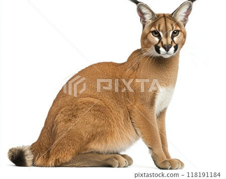 caracal sits attentively, showcasing its distinctive tufted ears and sleek fur. This solitary feline embodies elegance and wildness, highlighted against an unblemished white backdrop. 118191184