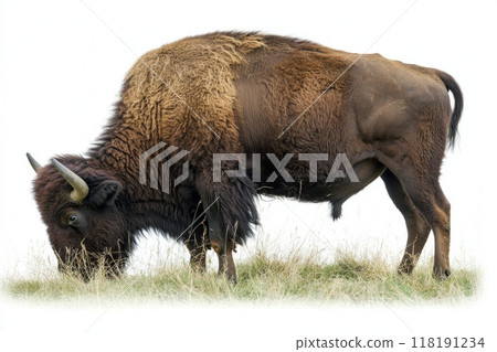 majestic American bison grazes calmly, its thick neck and large head prominent against a pure white backdrop, highlighting its impressive stature and wild beauty. majestic American bison grazes calmly, its thick neck and large head prominent against a pure white backdrop, highlighting its impressive stature and wild beauty. 118191234