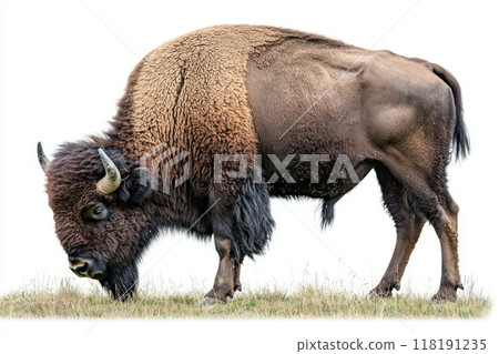 majestic American bison grazes contentedly, showcasing its powerful build and distinctive features while standing out against a stark white background, embodying the spirit of the wild. majestic American bison grazes contentedly, showcasing its powerful build and distinctive features while standing out against a stark white background, embodying the spirit of the wild. 118191235