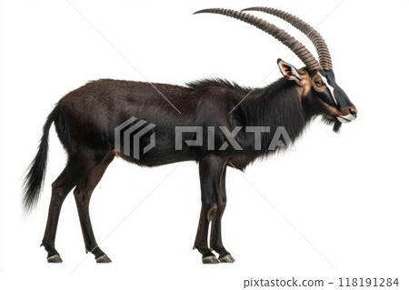 sable antelope stands confidently, showcasing its impressive long, curved horns and sleek black fur against a clean white background, embodying elegance and power. 118191284