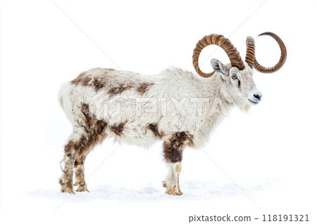 magnificent markhor showcases its impressive spiral horns while standing in a tranquil pose against a bright white backdrop, capturing the beauty of this unique animal. 118191321