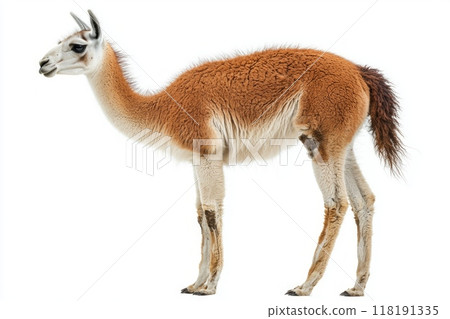 captivating creature, a guanaco, displays its long neck and slender legs with detailed fur against a stark white backdrop, embodying nature's beauty. 118191335