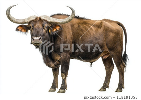 impressive gaur stands tall, revealing its robust muscles and large, sweeping horns 118191355