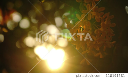 Morning sun and osmanthus flowers 118191381