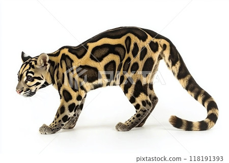 clouded leopard stands proudly, its tail curled elegantly, showcasing the intricate rosettes on its fur against a stark white backdrop, emphasizing its beauty and grace. 118191393