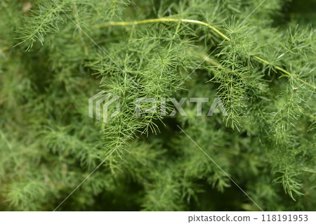 Narrow-leaved asparagus 118191953