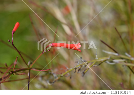 Firecracker plant 118191954