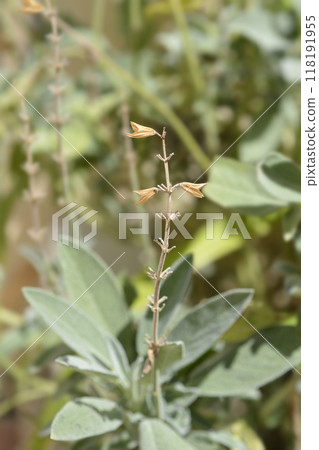Common sage Common sage 118191955
