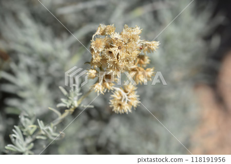 Italian everlasting seeds Italian everlasting seeds 118191956