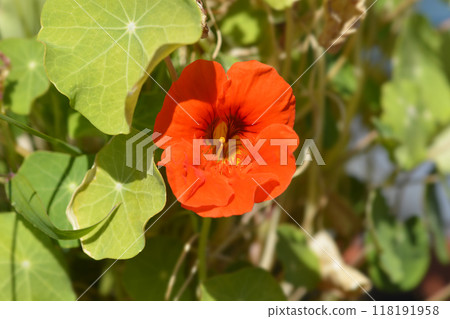 Garden nasturtium 118191958