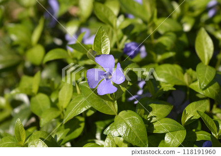 Lesser Periwinkle 118191960