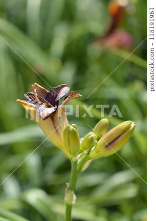 Daylily Madeline Nettles Eyes Daylily Madeline Nettles Eyes 118191961