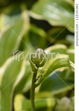 Plantain lily Queen Josephine 118191962