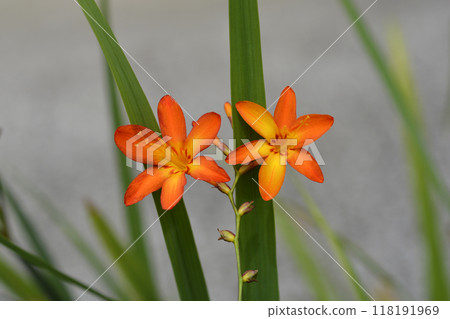 Montbretia 118191969